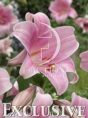 botanic stock photo Lilium