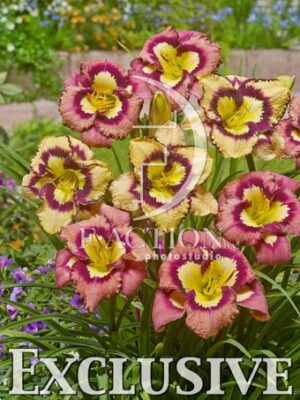botanic stock photo Hemerocallis
