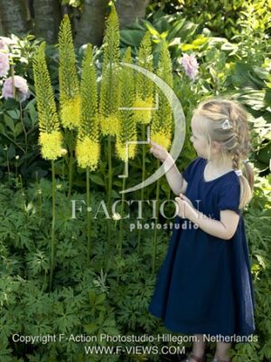 botanic stock photo Eremurus