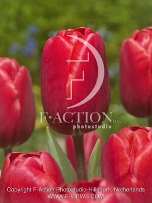 botanic stock photo Tulipa