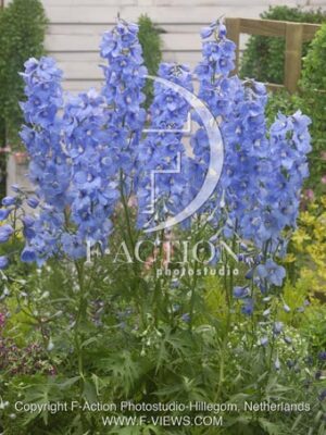 botanic stock photo Delphinium