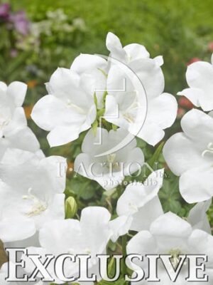 botanic stock photo Campanula