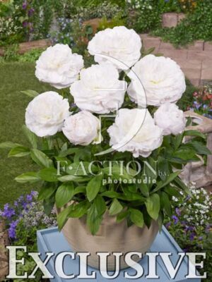 botanic stock photo Paeonia