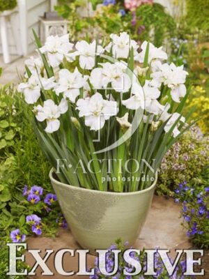 botanic stock photo Iris