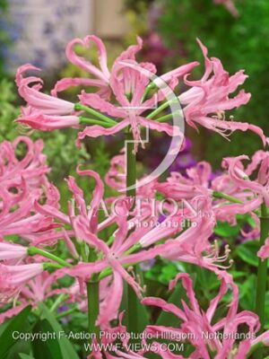 botanic stock photo Nerine