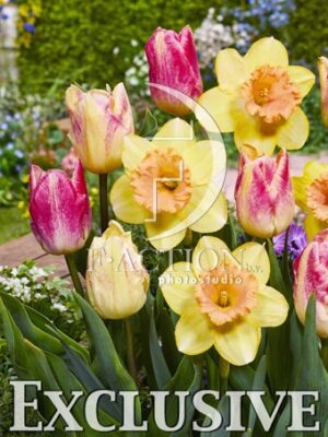 botanic stock photo Tulipa