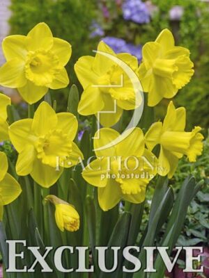 botanic stock photo Narcissus