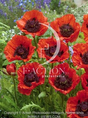 botanic stock photo Papaver