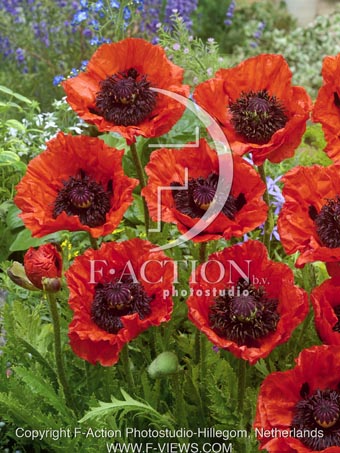 botanic stock photo Papaver