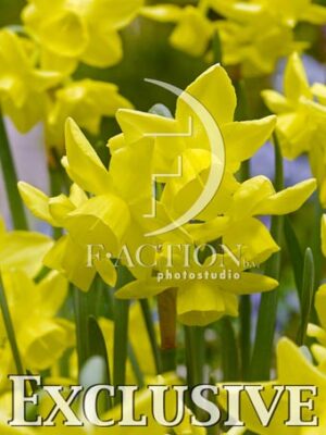 botanic stock photo Narcissus