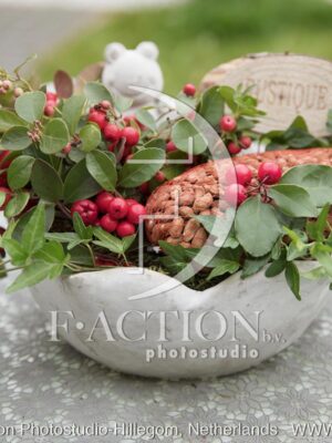 botanic stock photo Gaultheria