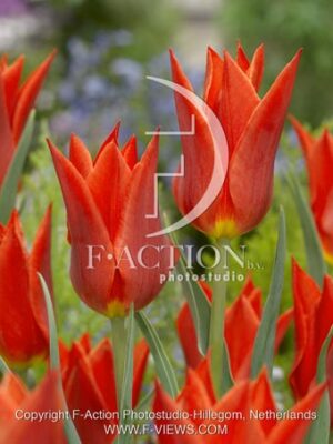 botanic stock photo Tulipa