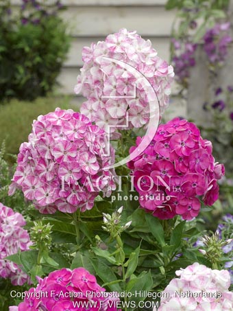 botanic stock photo Phlox