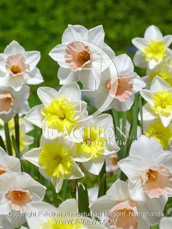 botanic stock photo Narcissus
