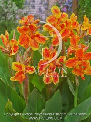 botanic stock photo Canna