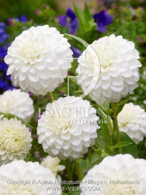 botanic stock photo Dahlia