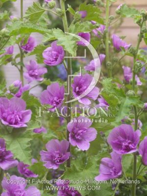 botanic stock photo Alcalthaea