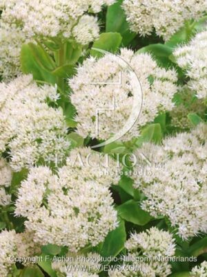 botanic stock photo Sedum