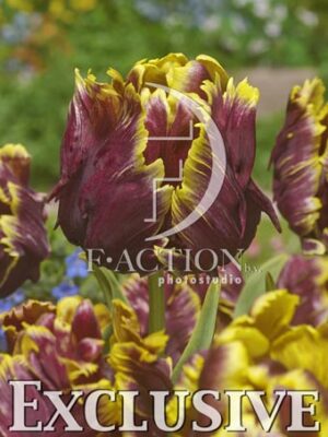 botanic stock photo Tulipa