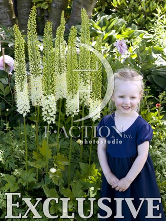 botanic stock photo Eremurus
