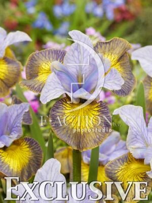 botanic stock photo Iris