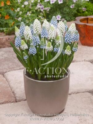 botanic stock photo Muscari