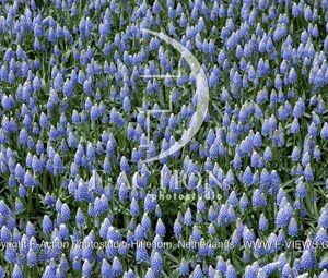 botanic stock photo