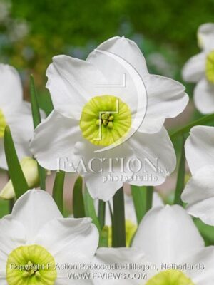 botanic stock photo Narcissus