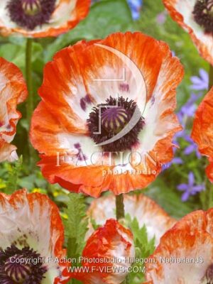 botanic stock photo Papaver