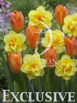 botanic stock photo Mixed