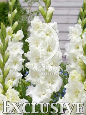 botanic stock photo Gladiolus