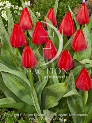 botanic stock photo Tulipa