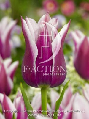 botanic stock photo Tulipa