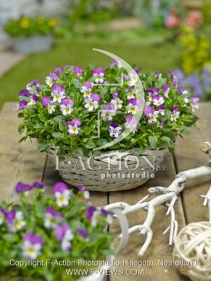 botanic stock photo Viola