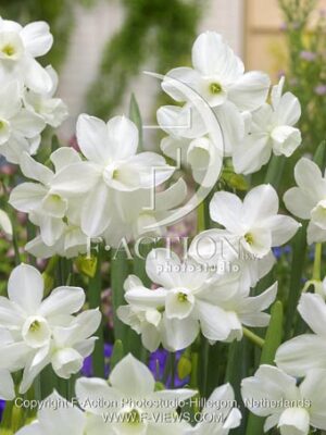 botanic stock photo Narcissus