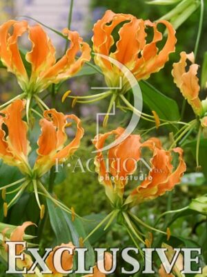 botanic stock photo Gloriosa