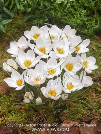 botanic stock photo Crocus