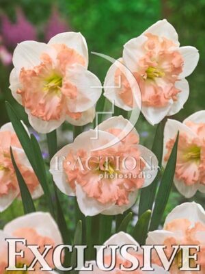 botanic stock photo Narcissus