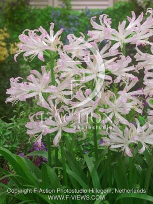botanic stock photo Nerine