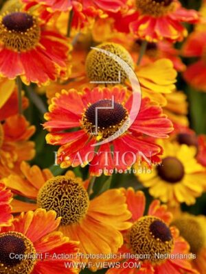 botanic stock photo Helenium