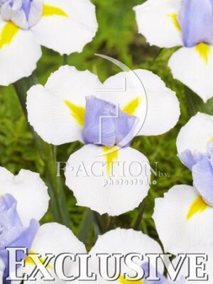 botanic stock photo Iris