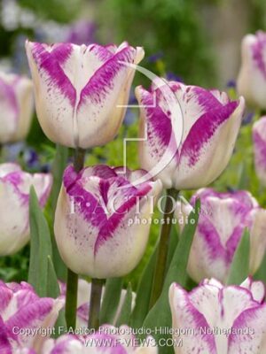 botanic stock photo Tulipa