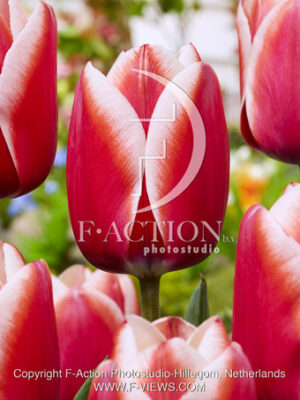 botanic stock photo Tulipa