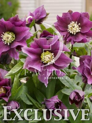 botanic stock photo Helleborus