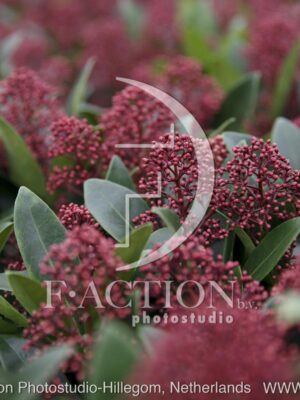 botanic stock photo Skimmia