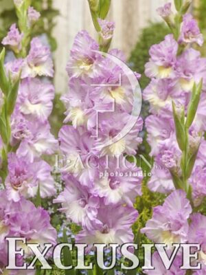 botanic stock photo Gladiolus