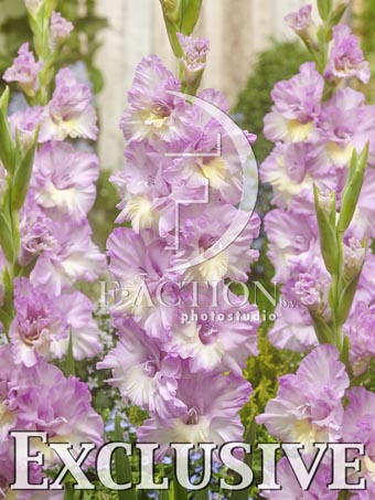 botanic stock photo Gladiolus