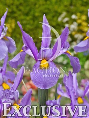 botanic stock photo Iris