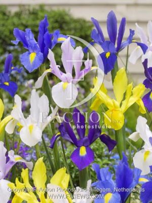 botanic stock photo Iris