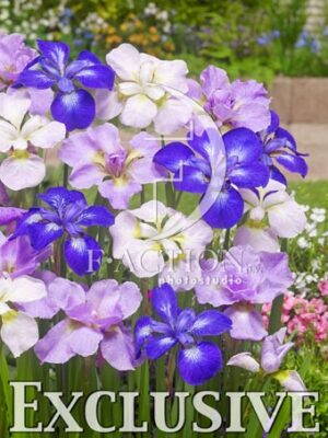 botanic stock photo Iris